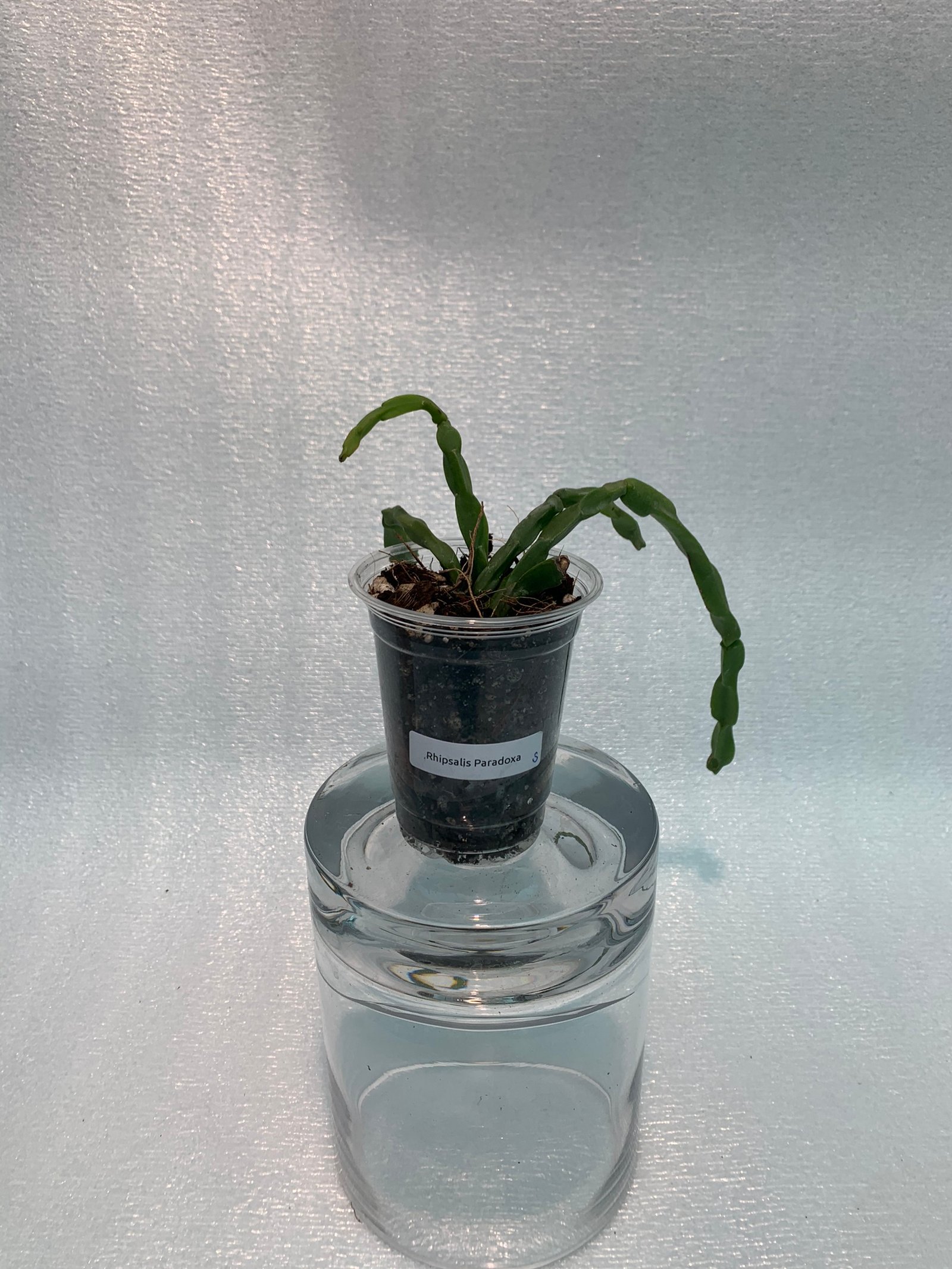 Rhipsalis Paradoxa (Small) - Image 5