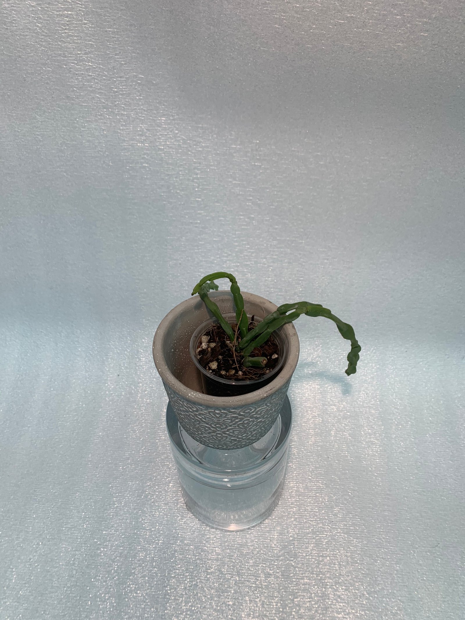 Rhipsalis Paradoxa (Small) - Image 4