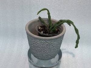 Rhipsalis Paradoxa (Small)