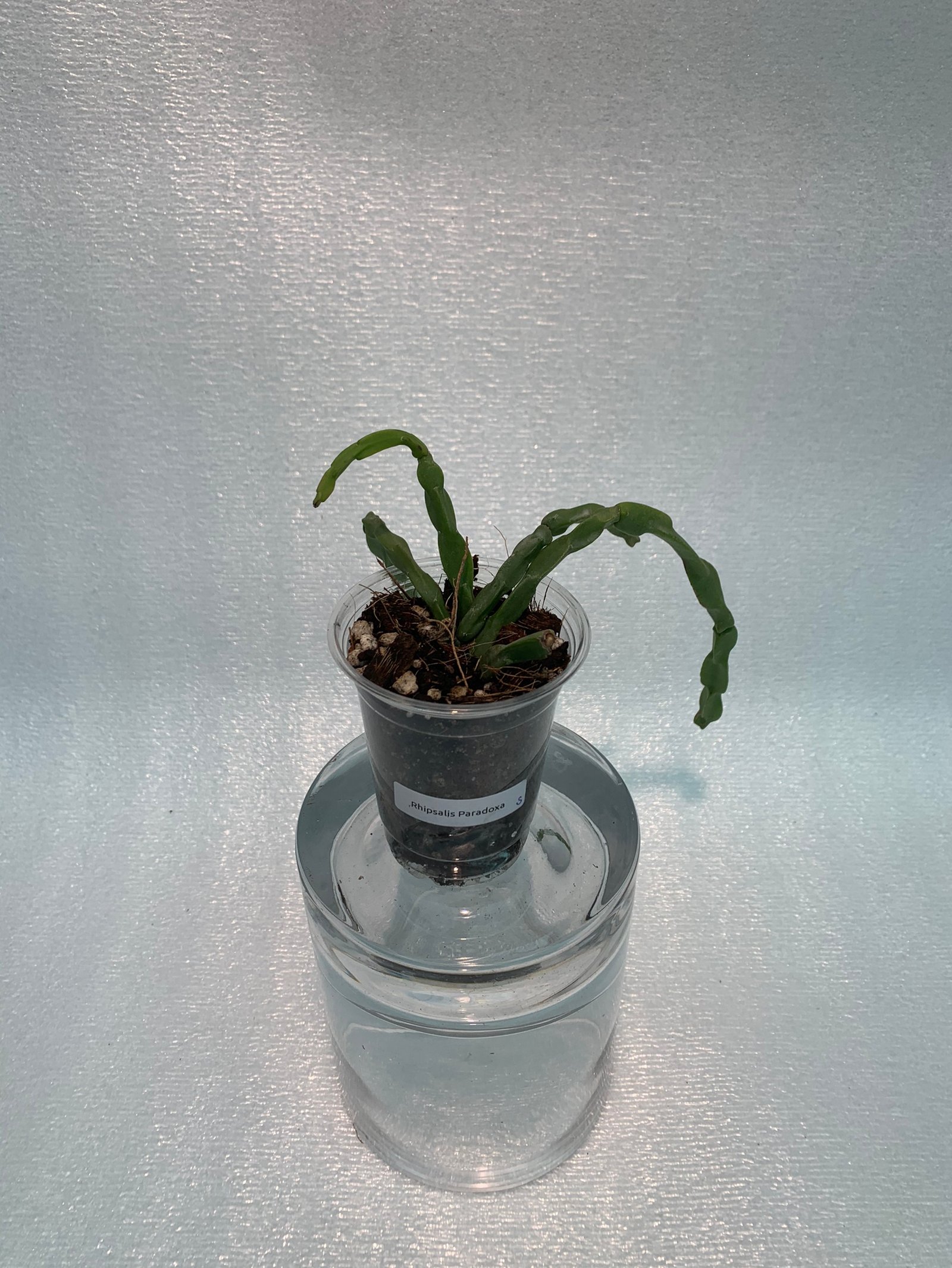 Rhipsalis Paradoxa (Small) - Image 2