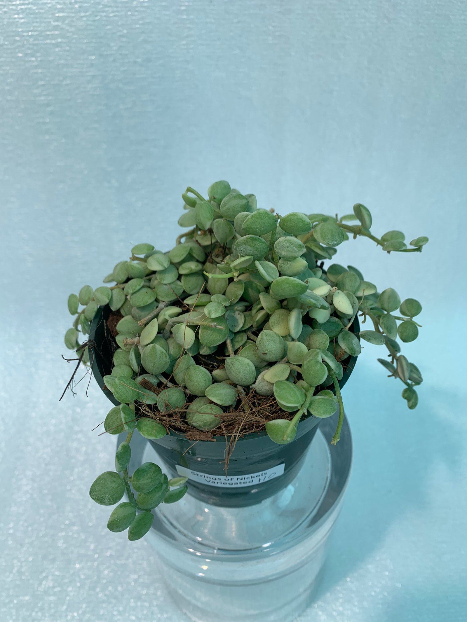 Strings of Nickels Variegated - Image 11