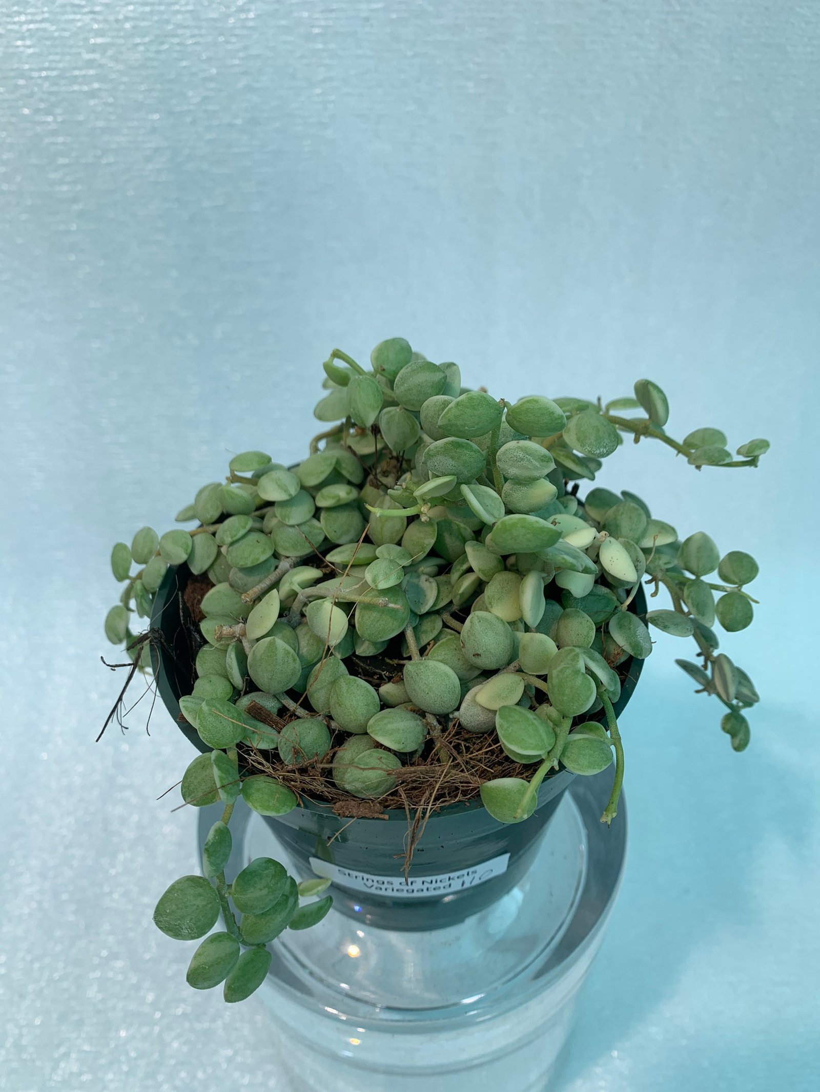 Strings of Nickels Variegated - Image 10