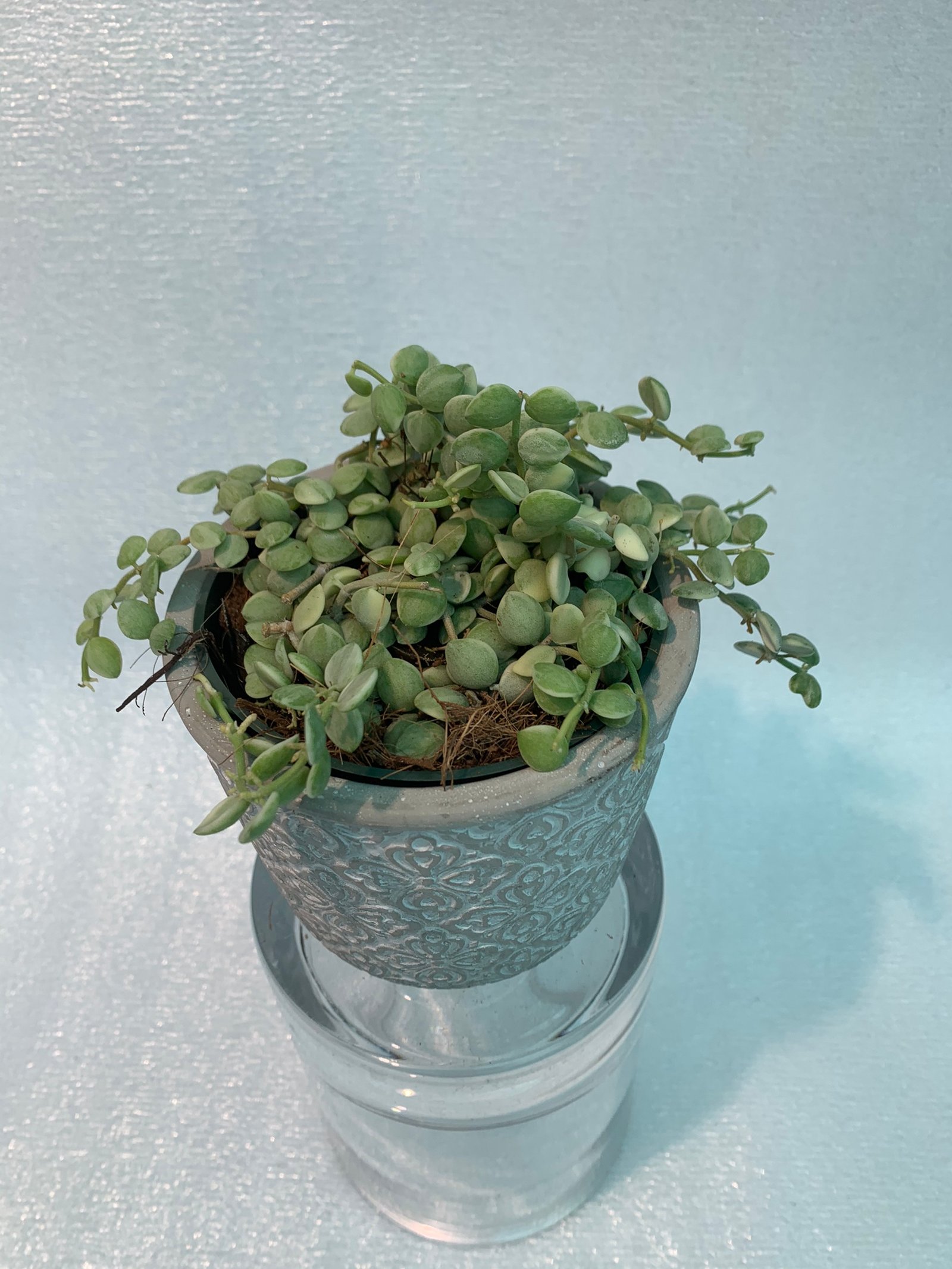 Strings of Nickels Variegated - Image 6