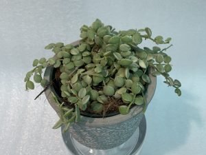 Strings of Nickels Variegated