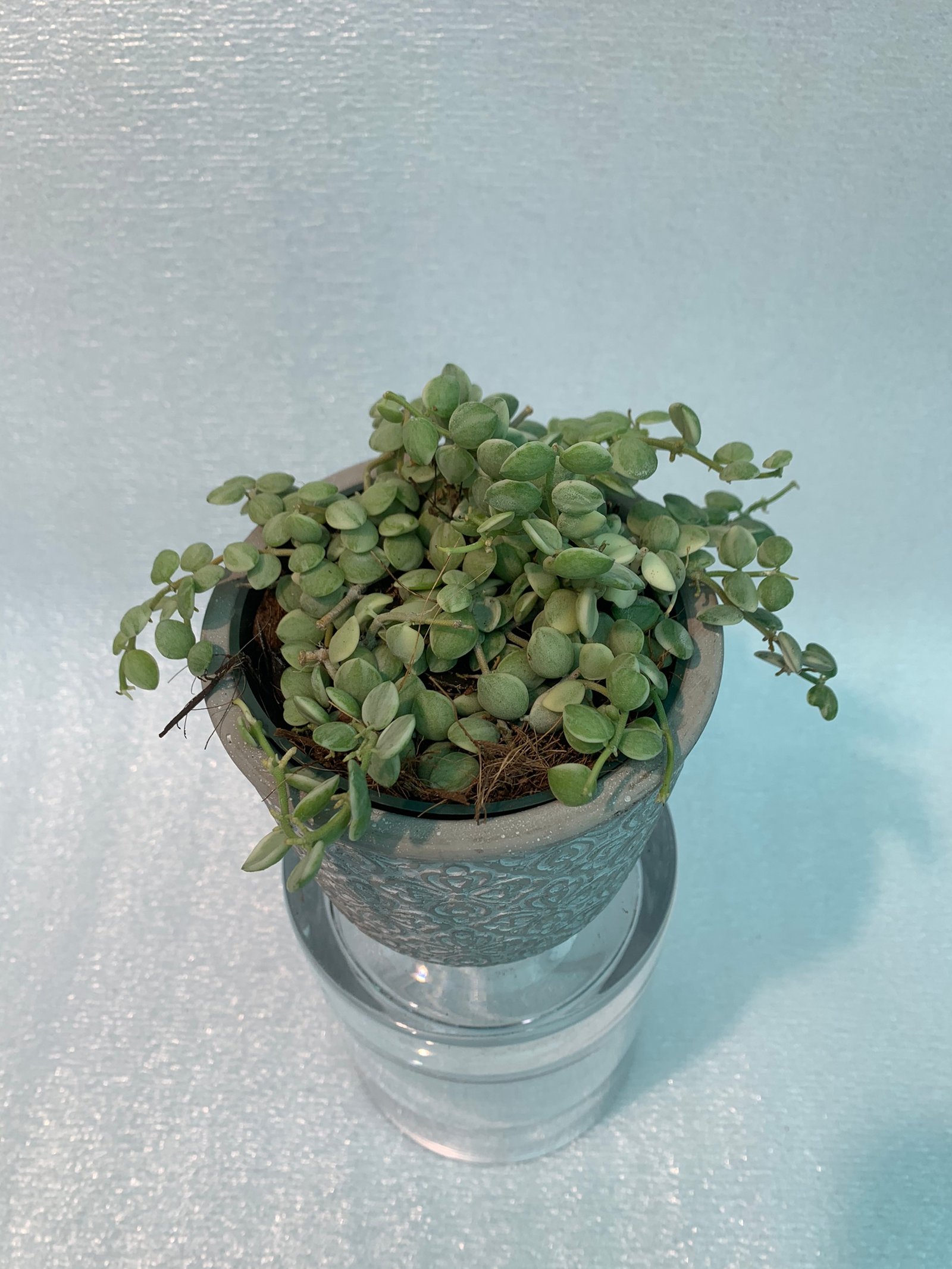 Strings of Nickels Variegated