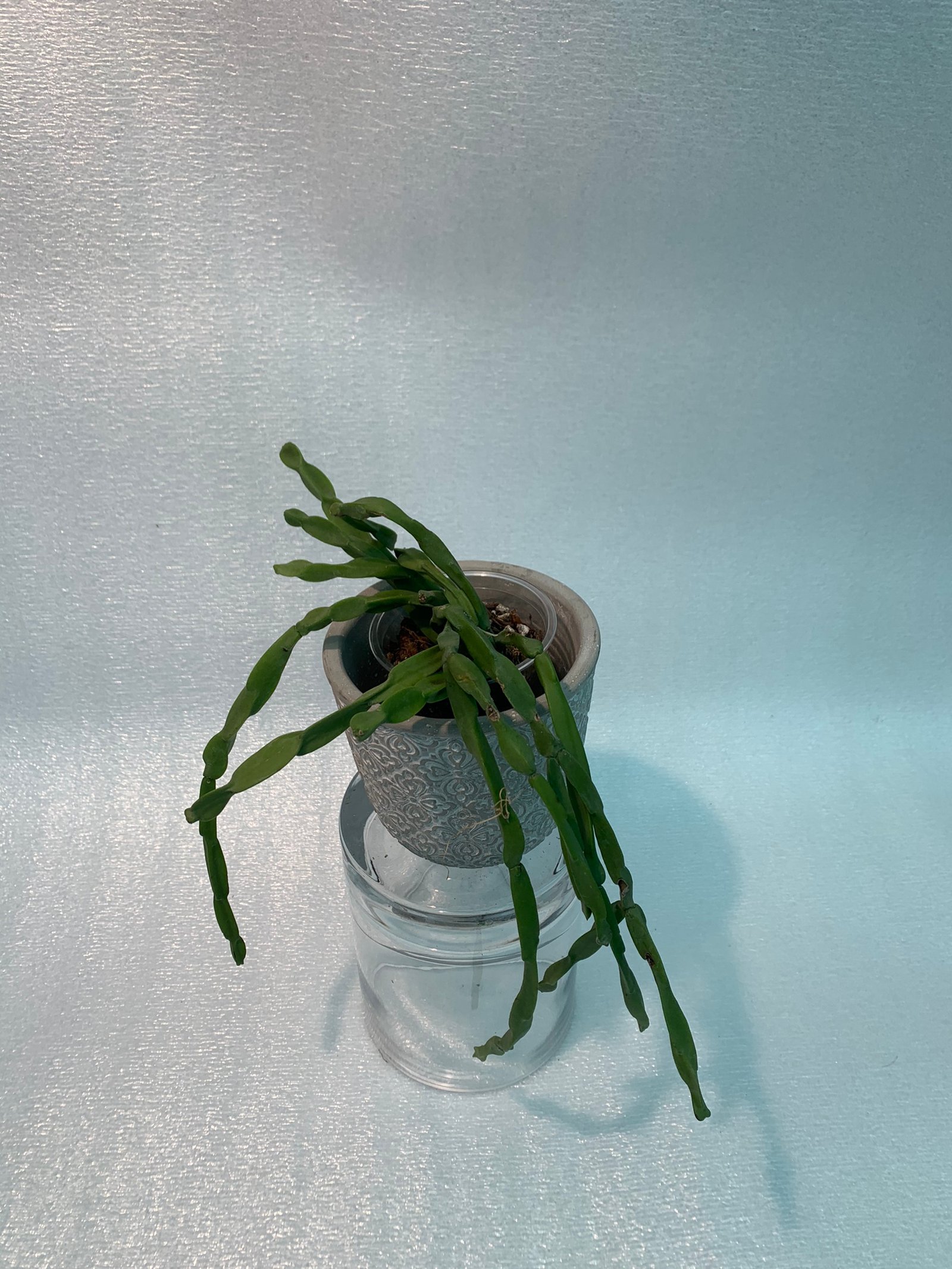 Rhipsalis Paradoxa (Medium)