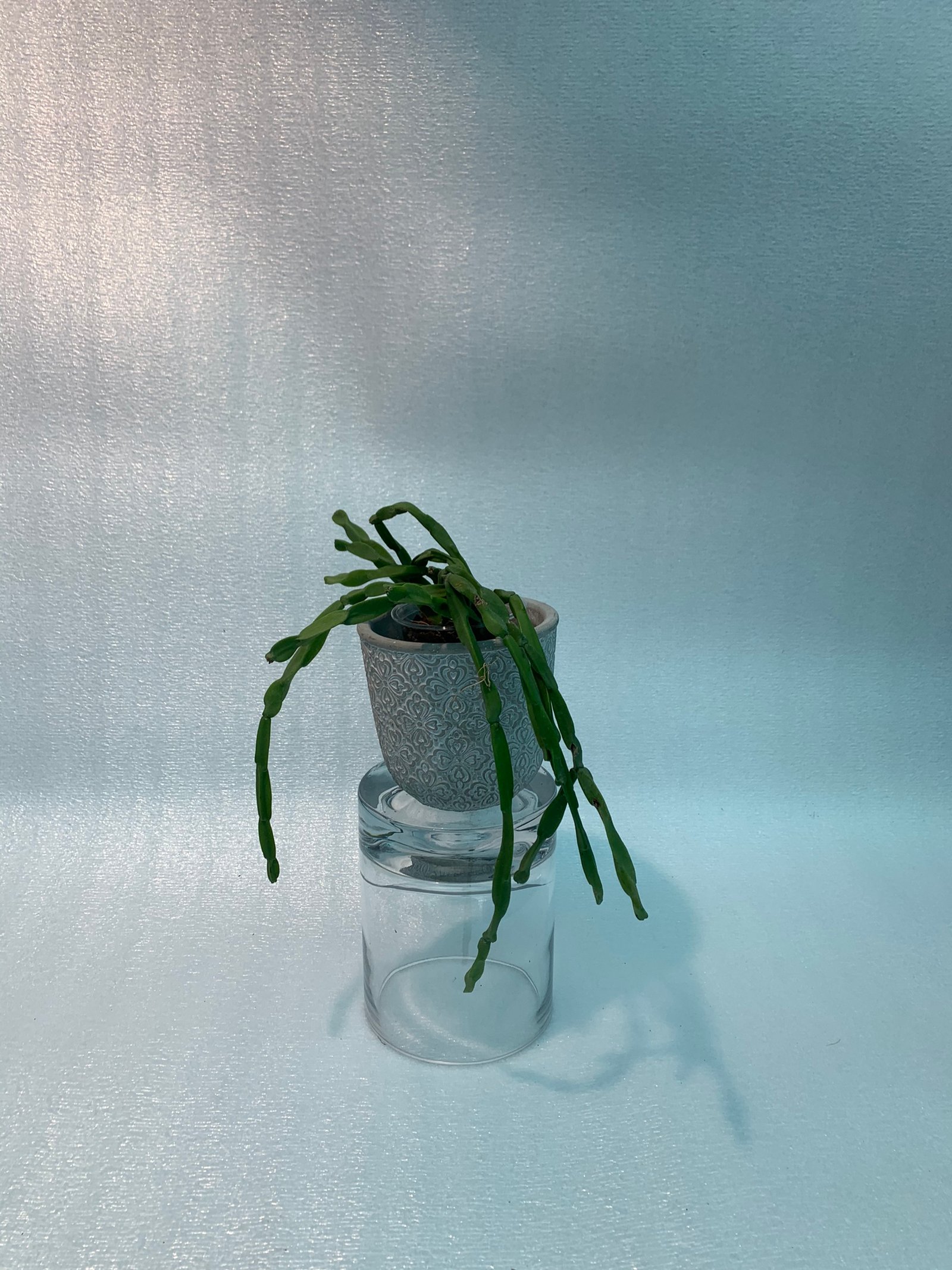 Rhipsalis Paradoxa (Medium) - Image 9