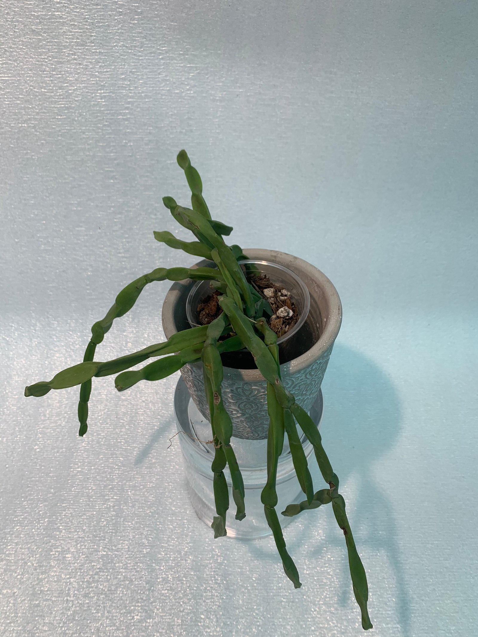 Rhipsalis Paradoxa (Medium) - Image 7