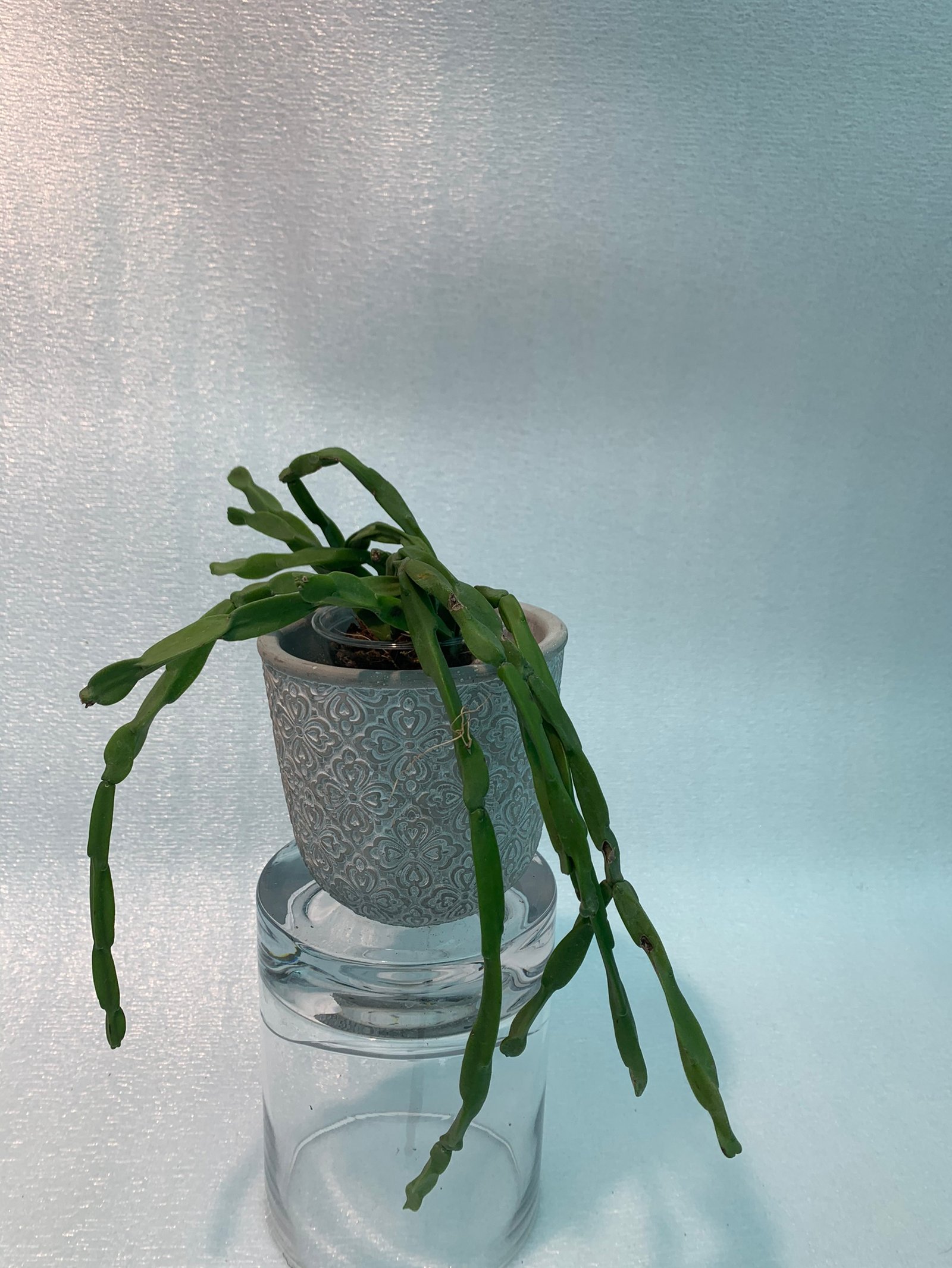 Rhipsalis Paradoxa (Medium) - Image 6
