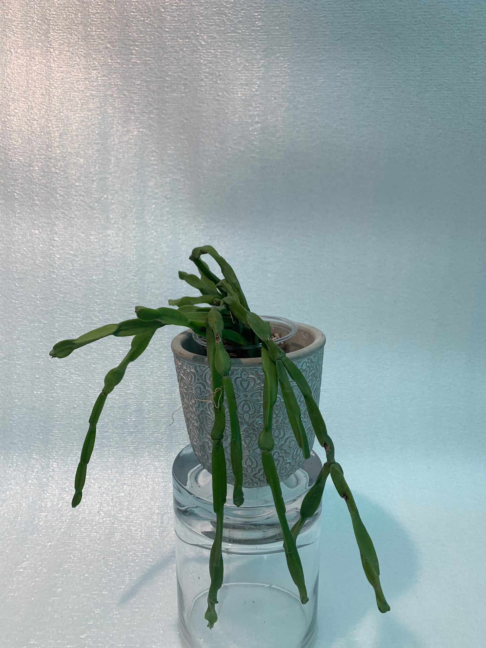 Rhipsalis Paradoxa (Medium) - Image 5