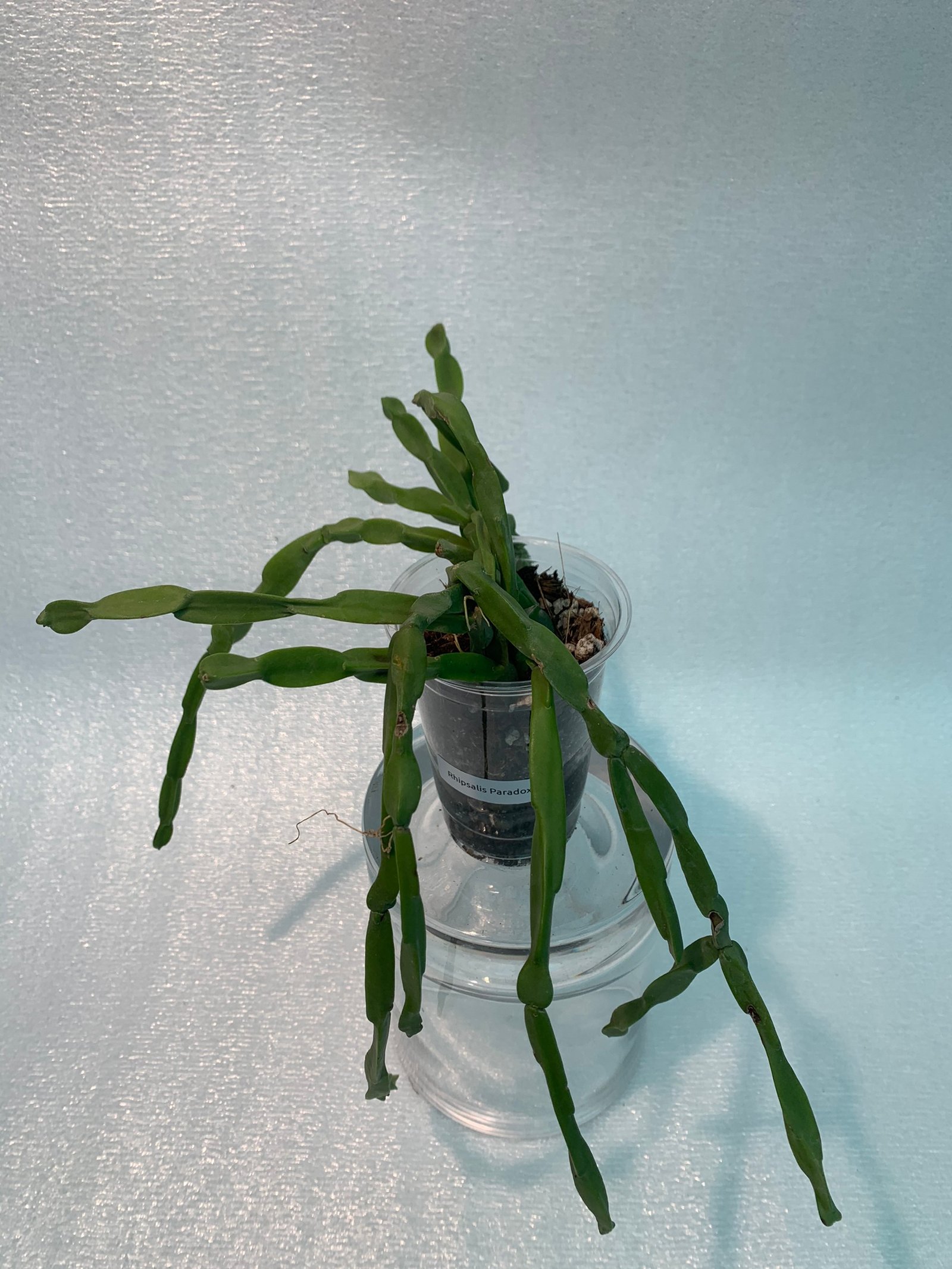 Rhipsalis Paradoxa (Medium) - Image 4