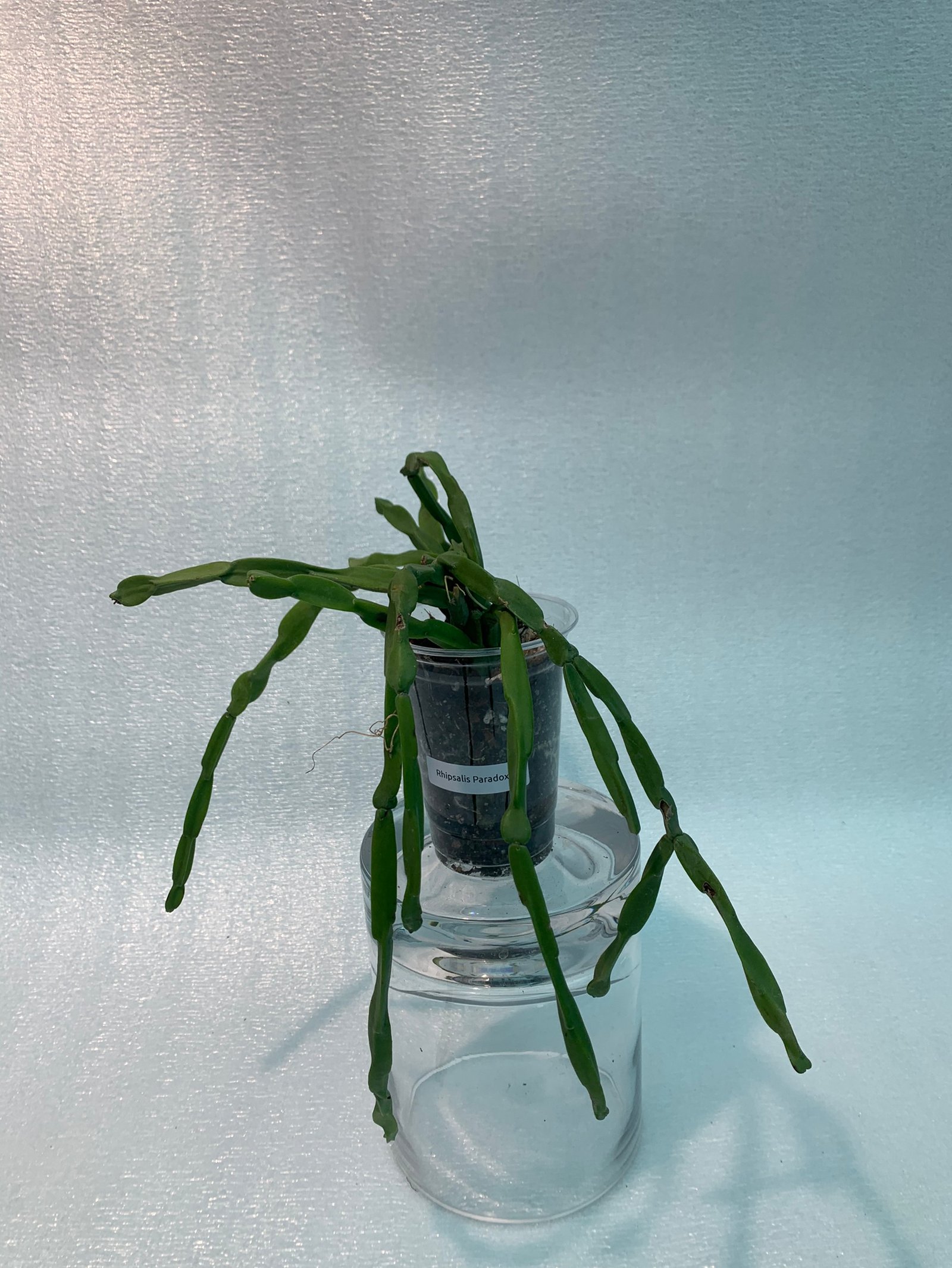 Rhipsalis Paradoxa (Medium) - Image 3