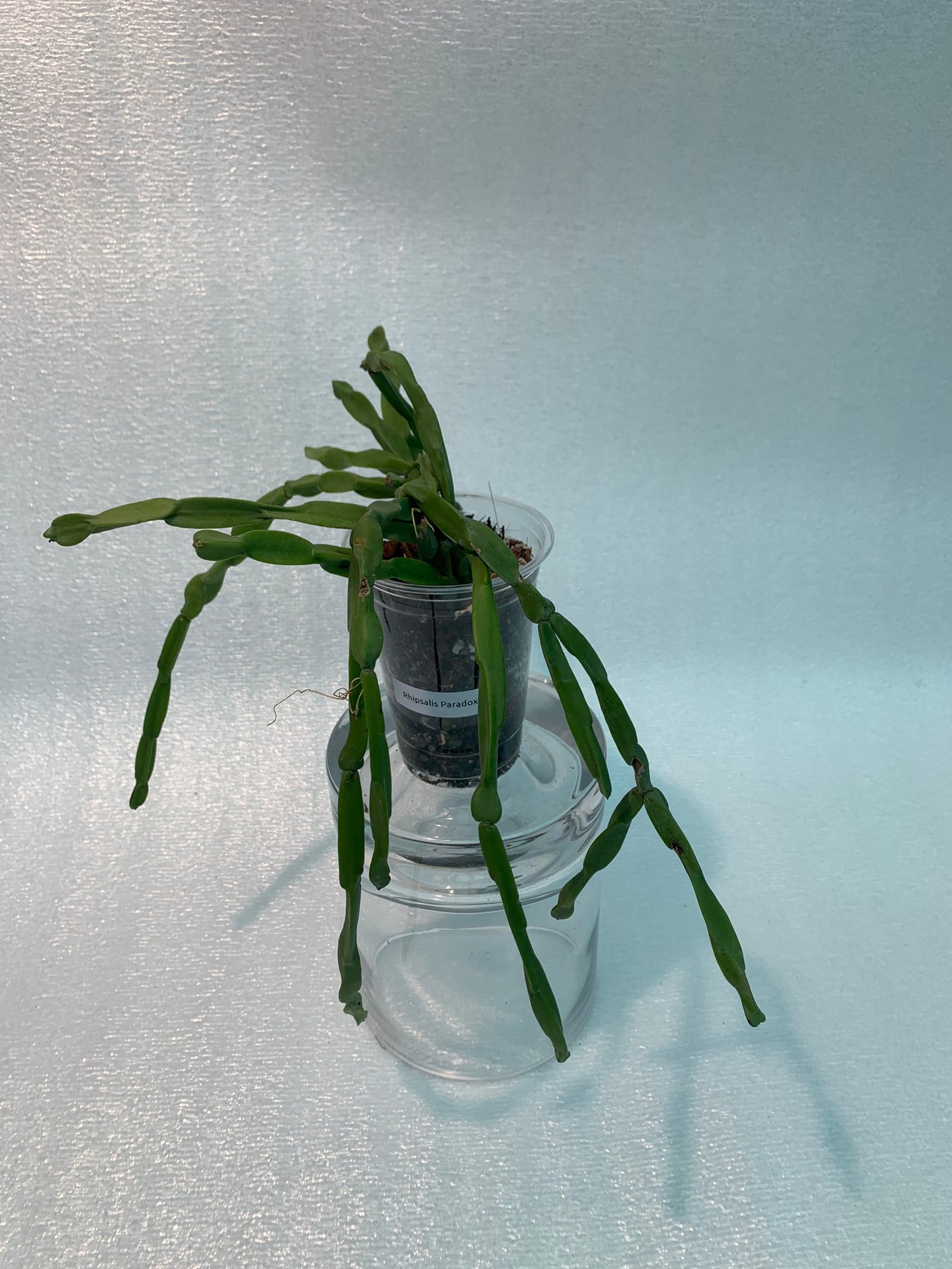 Rhipsalis Paradoxa (Medium) - Image 2