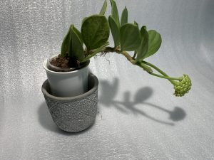 Hoya Pachyclada Red (Large)