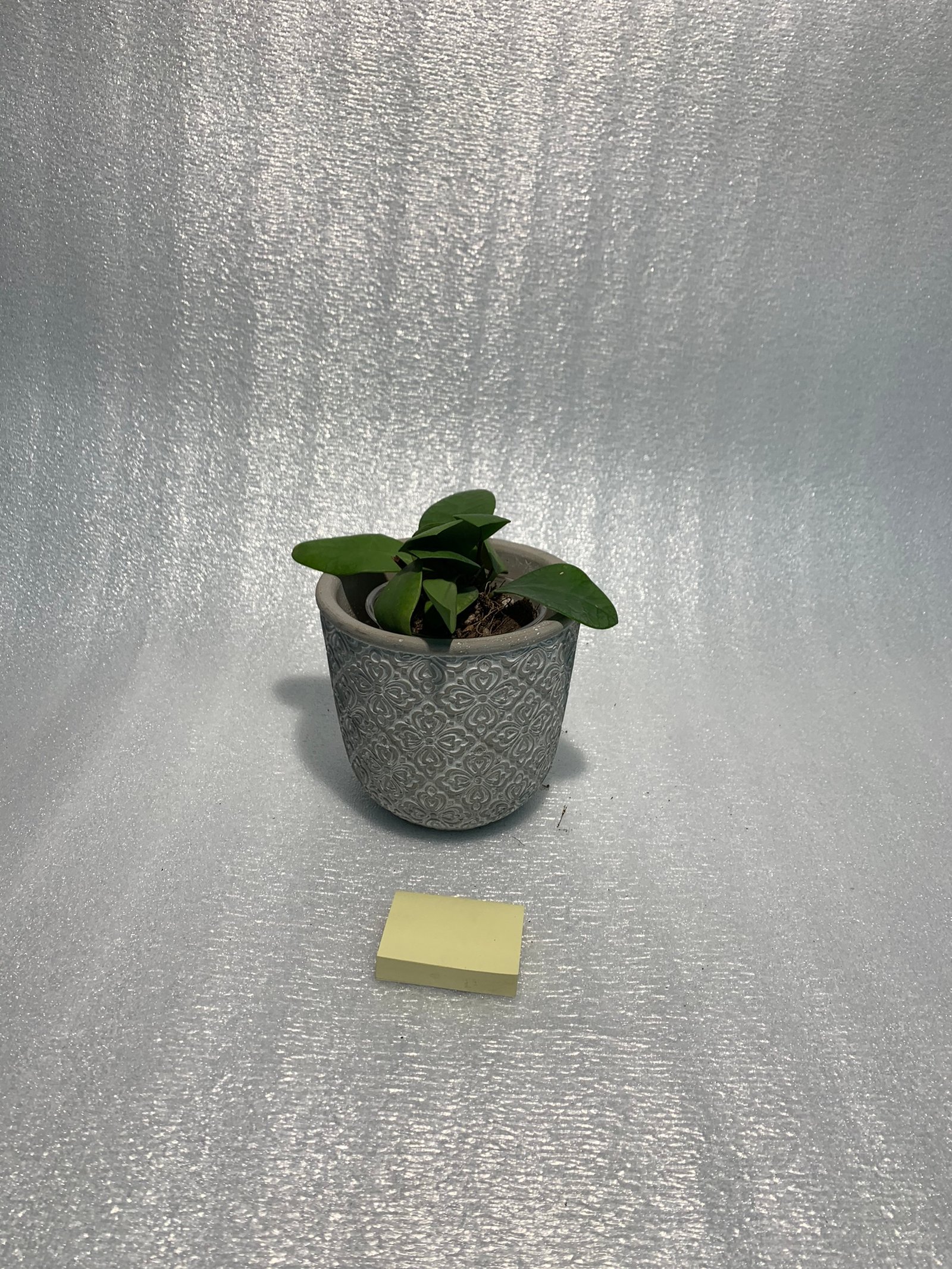 Hoya Lucarden-Asiana - Image 13