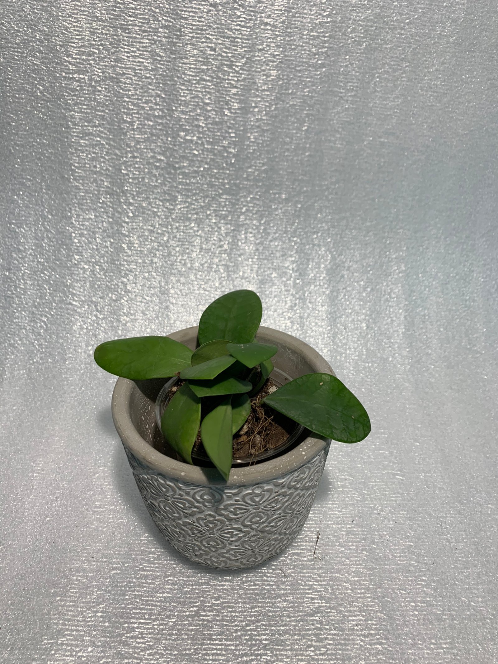 Hoya Lucarden-Asiana - Image 12