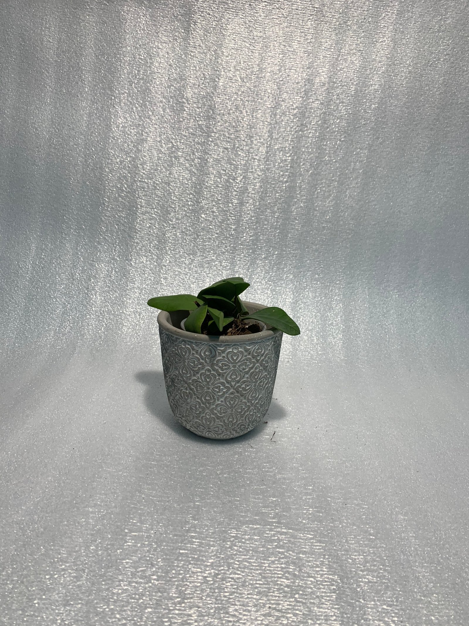 Hoya Lucarden-Asiana - Image 11