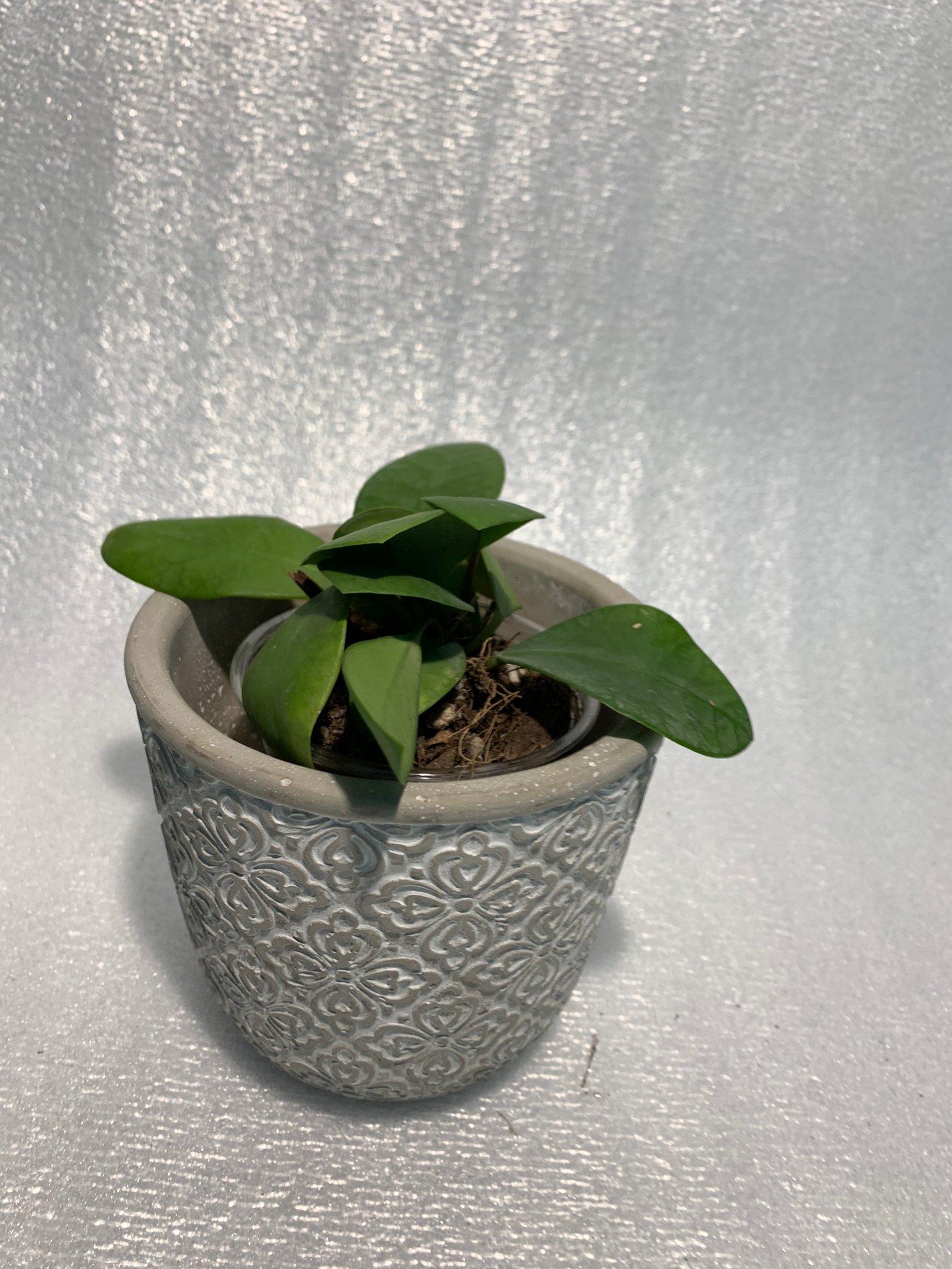 Hoya Lucarden-Asiana - Image 9