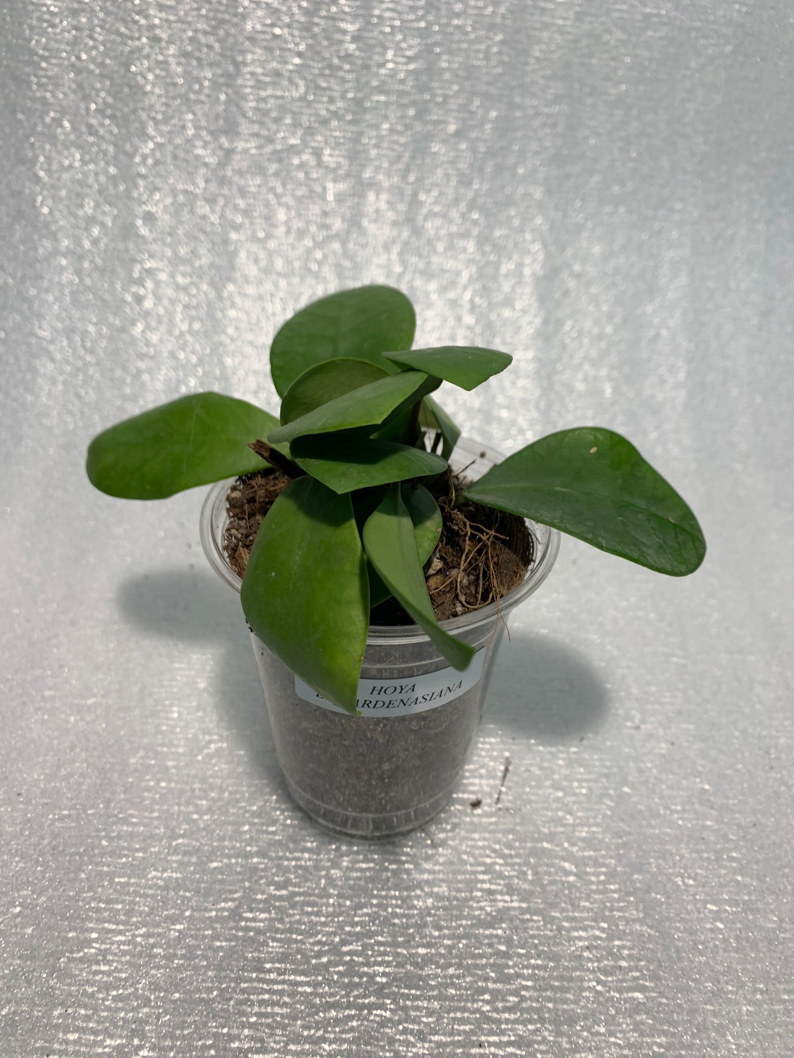 Hoya Lucarden-Asiana - Image 8