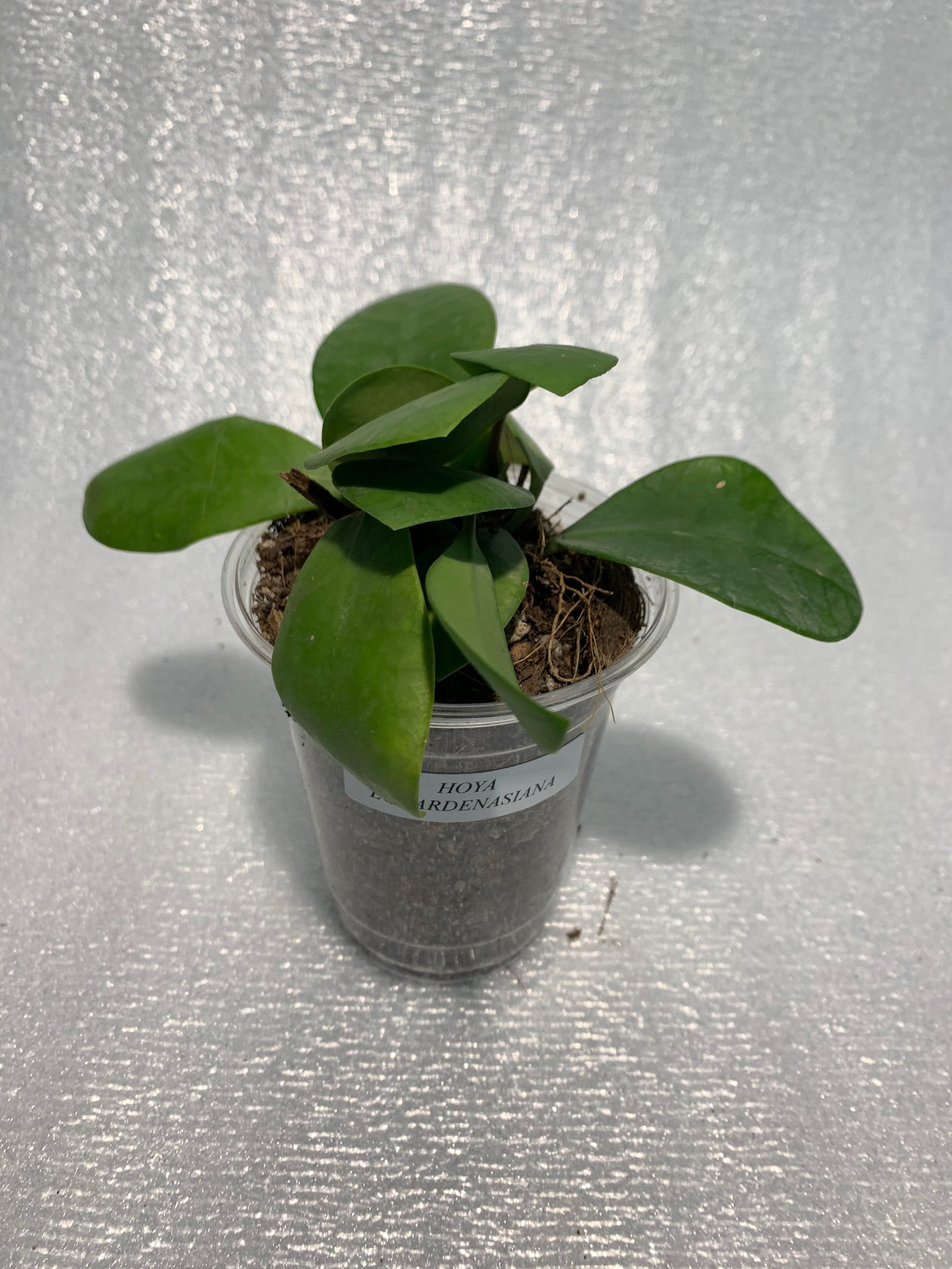 Hoya Lucarden-Asiana - Image 7