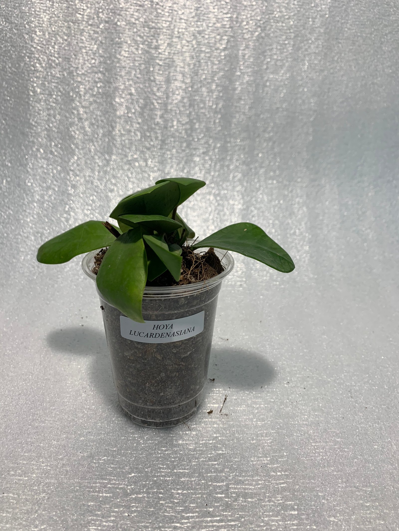 Hoya Lucarden-Asiana - Image 6