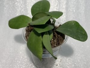 Hoya Lucarden-Asiana