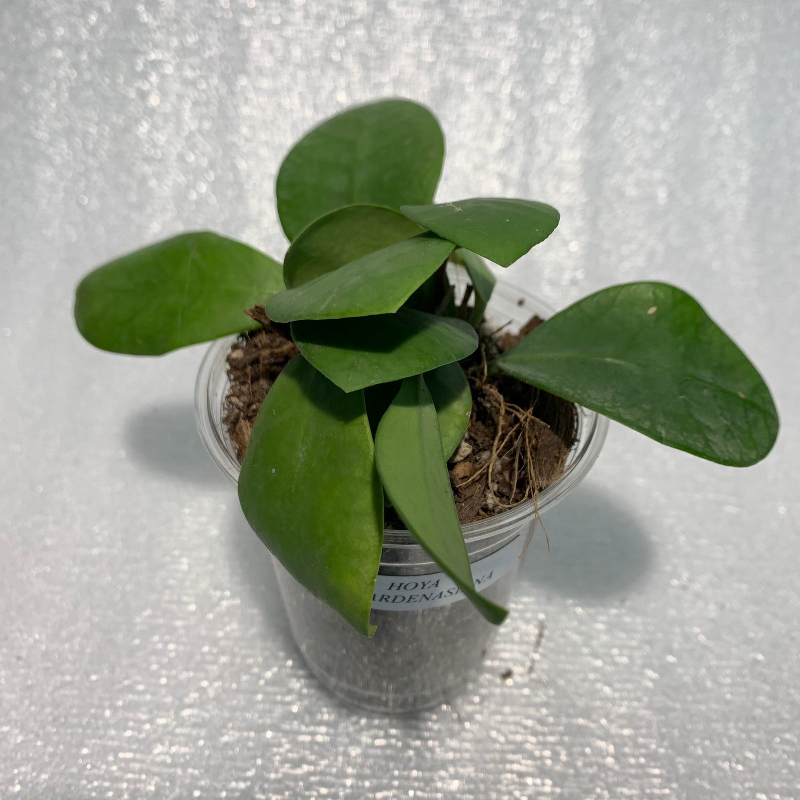 Hoya Lucarden-Asiana