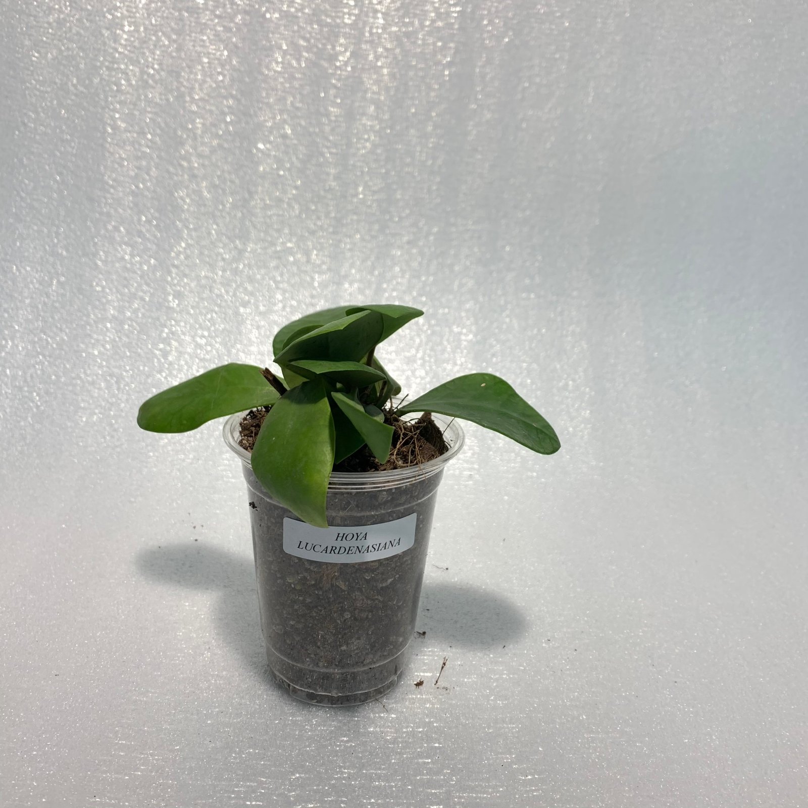 Hoya Lucarden-Asiana - Image 4