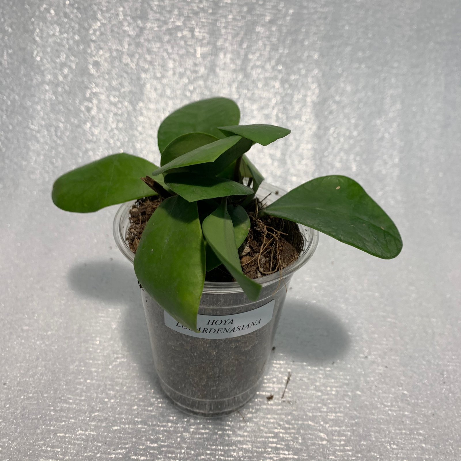 Hoya Lucarden-Asiana - Image 3
