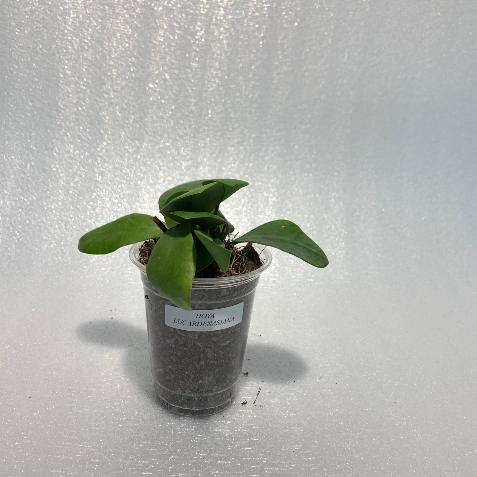 Hoya Lucarden-Asiana - Image 2