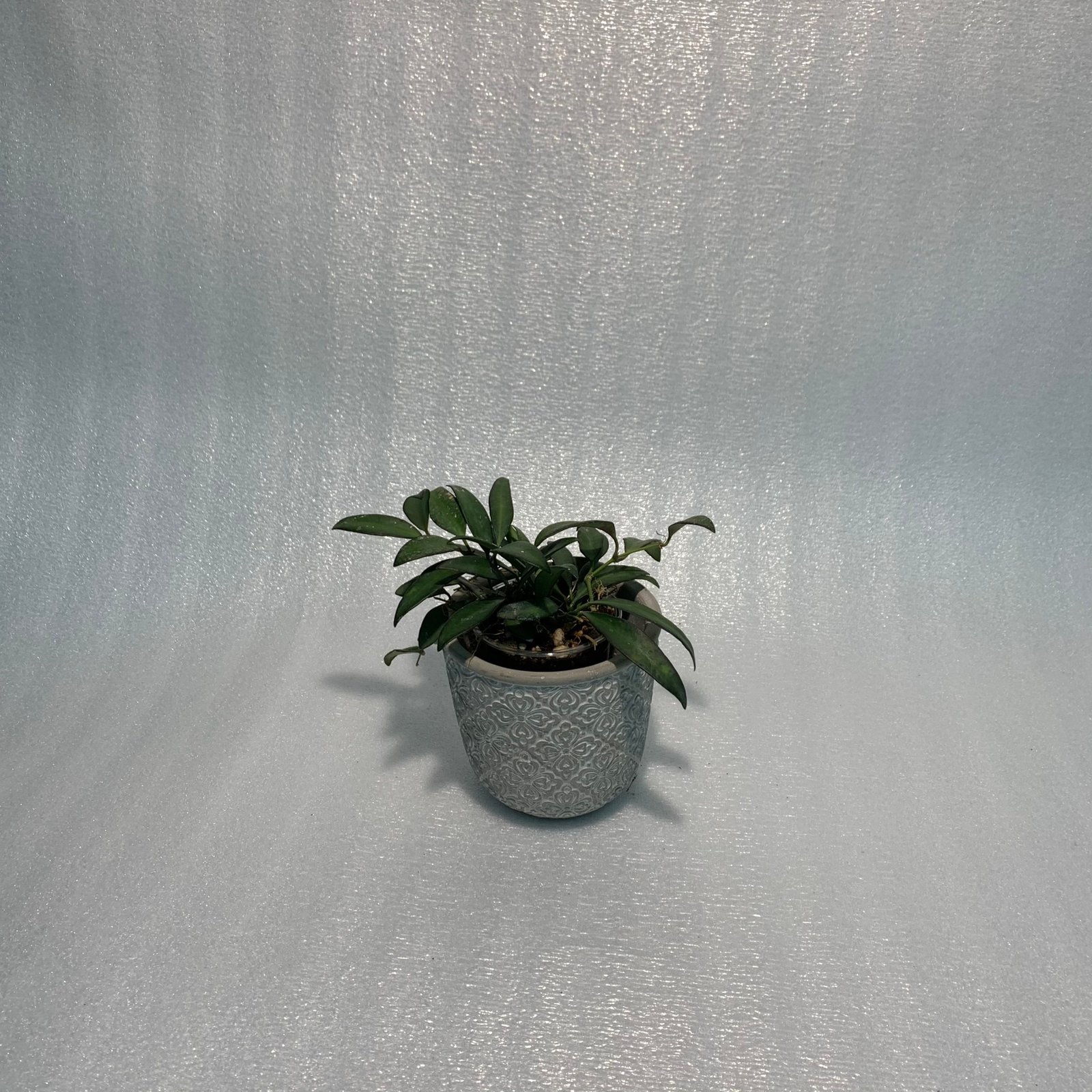 Hoya Rosita (Large) - Image 13