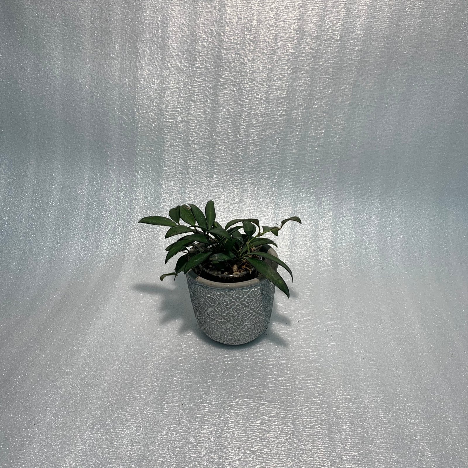 Hoya Rosita (Large) - Image 12