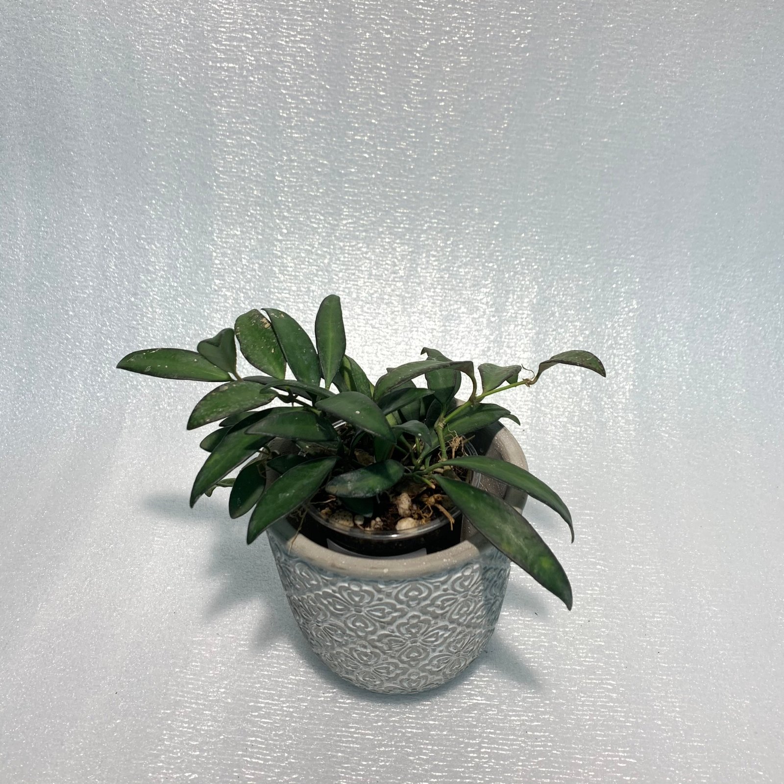 Hoya Rosita (Large) - Image 10