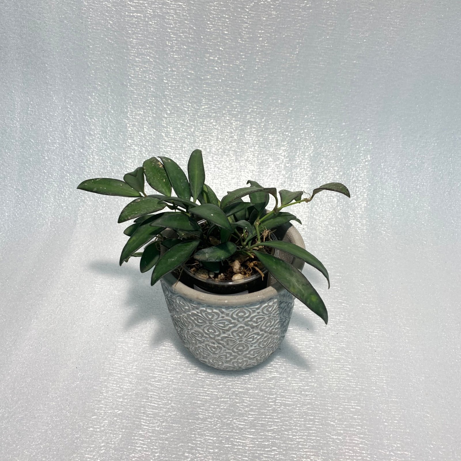 Hoya Rosita (Large) - Image 9