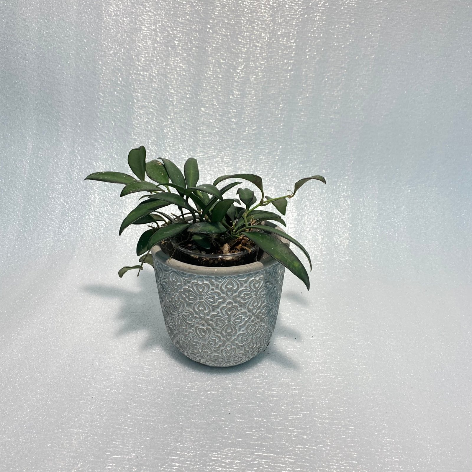 Hoya Rosita (Large) - Image 7