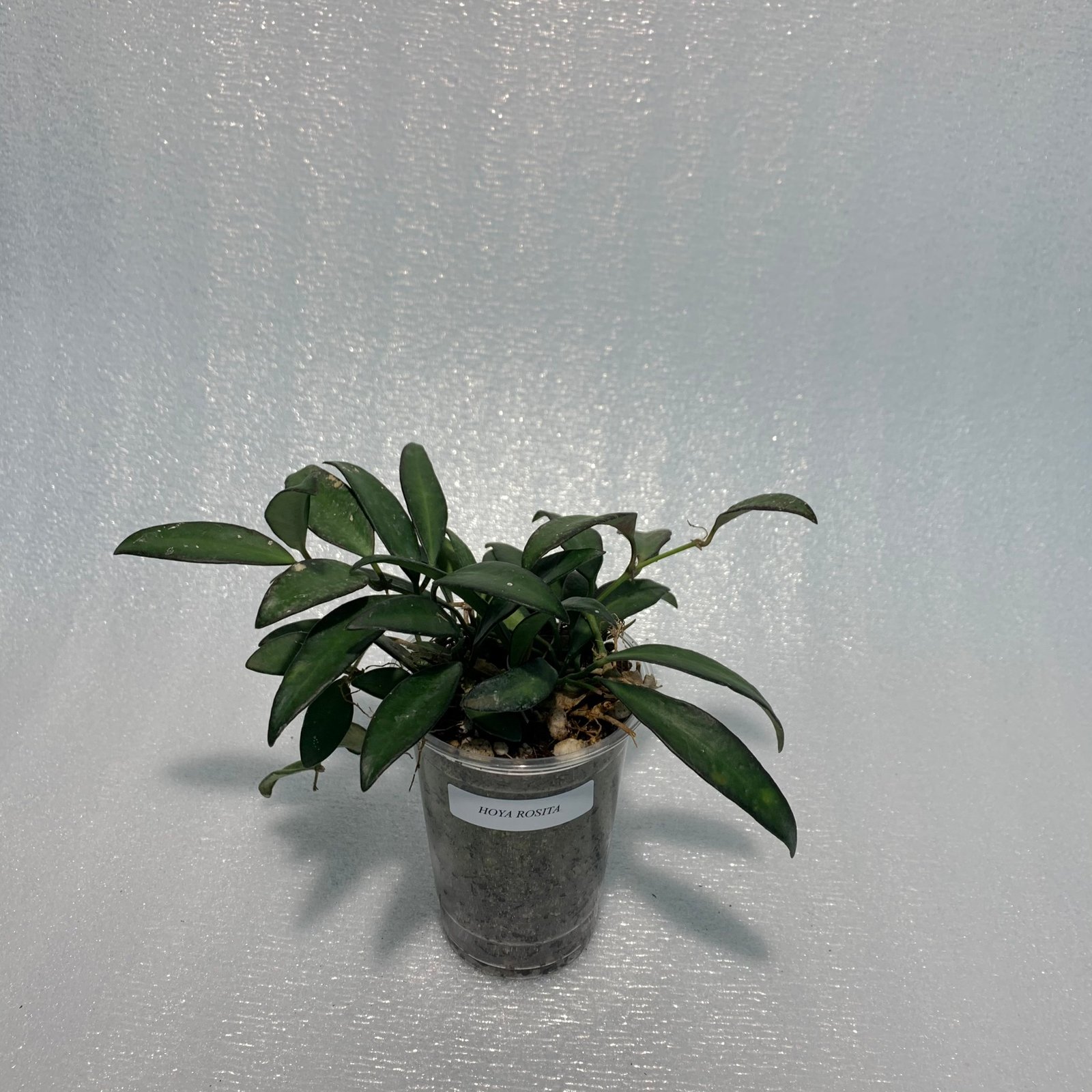 Hoya Rosita (Large) - Image 5