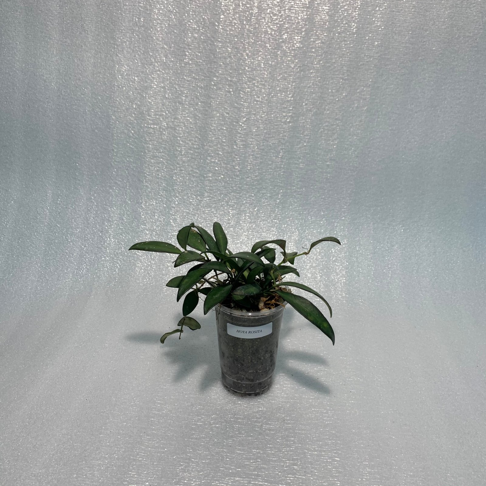 Hoya Rosita (Large) - Image 4