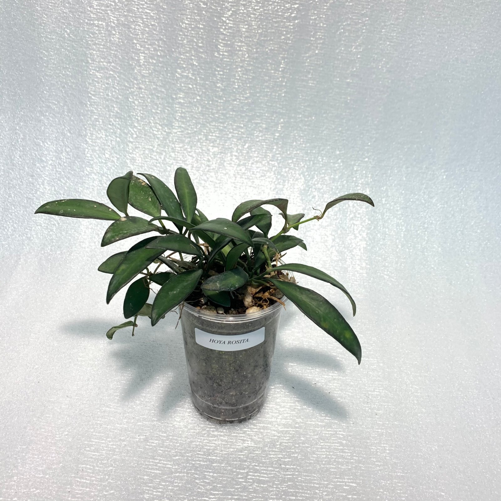 Hoya Rosita (Large) - Image 3