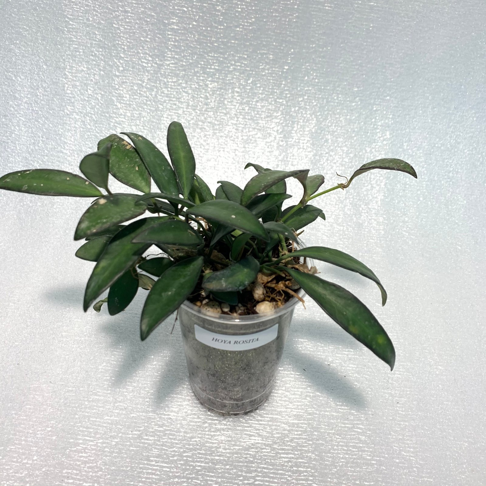 Hoya Rosita (Large) - Image 2