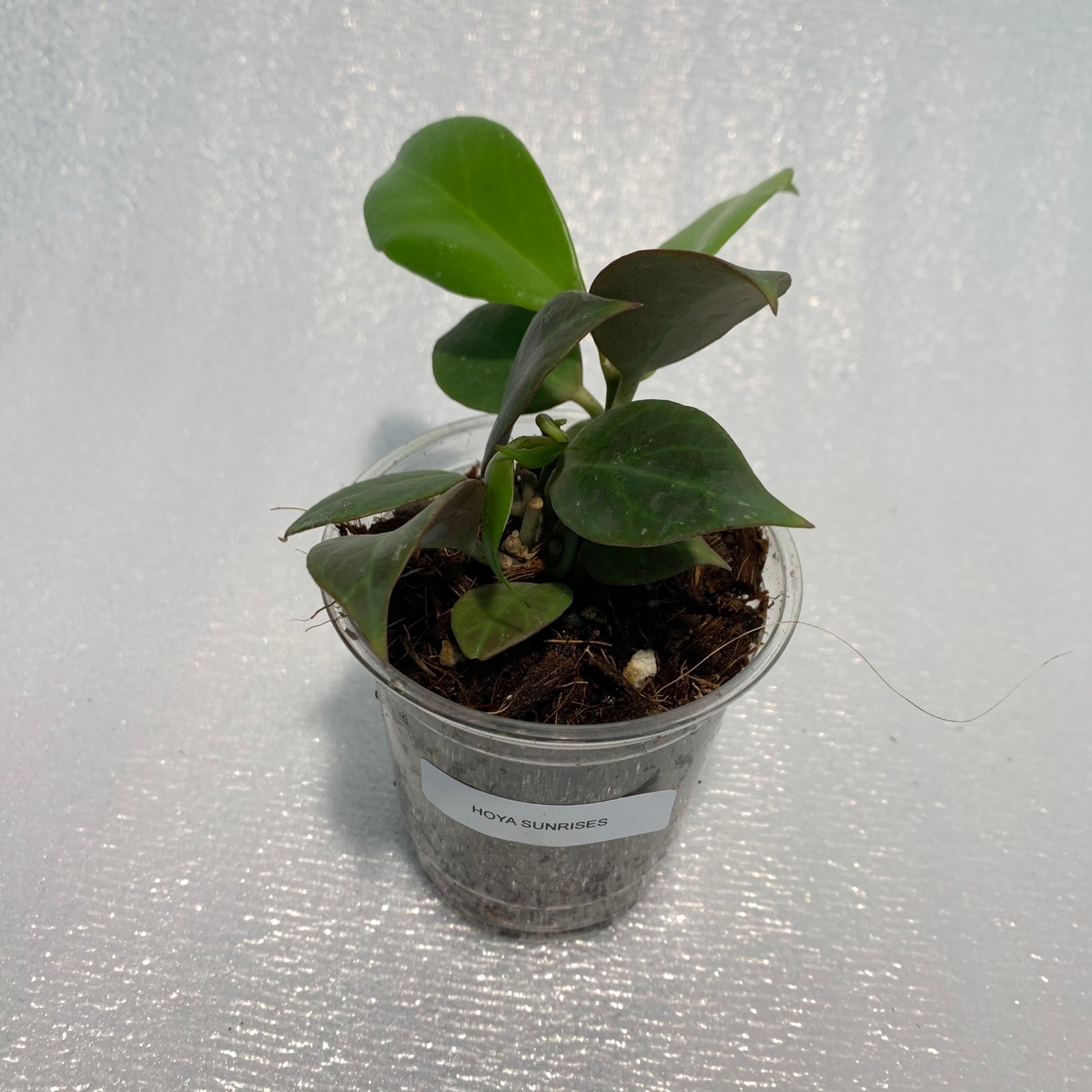 Hoya Nummularioides Red - Image 2