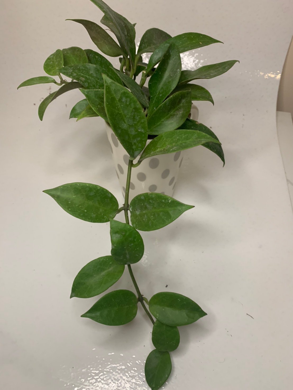 Hoya Sunrise (Large)