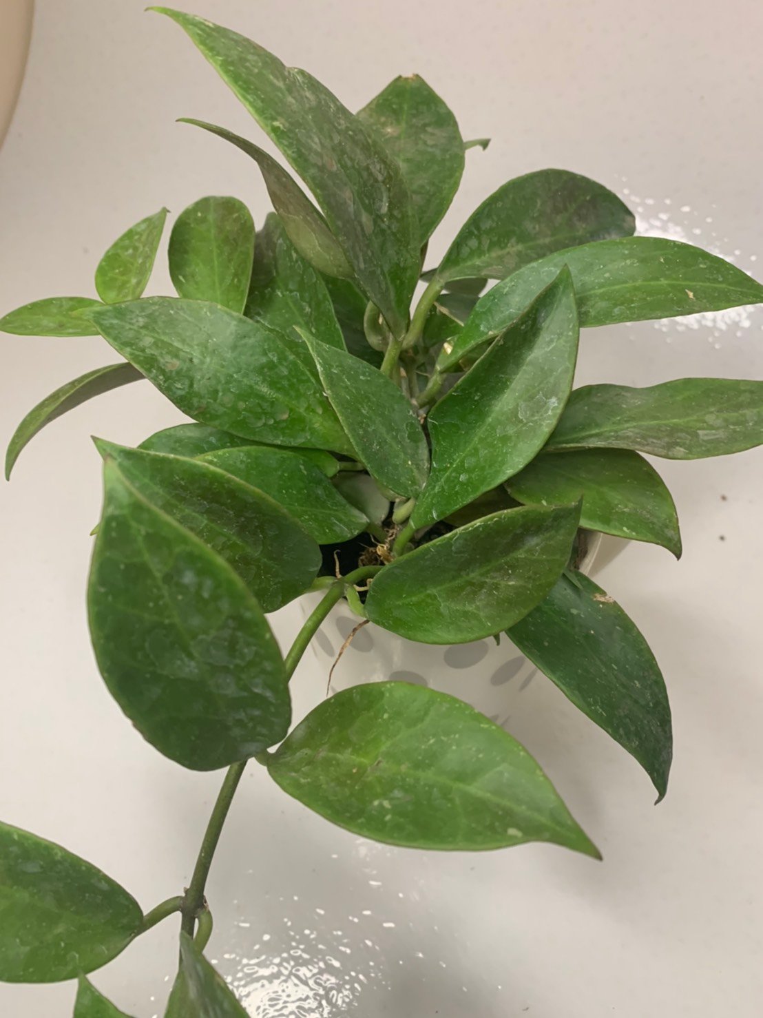 Hoya Sunrise (Large) - Image 3