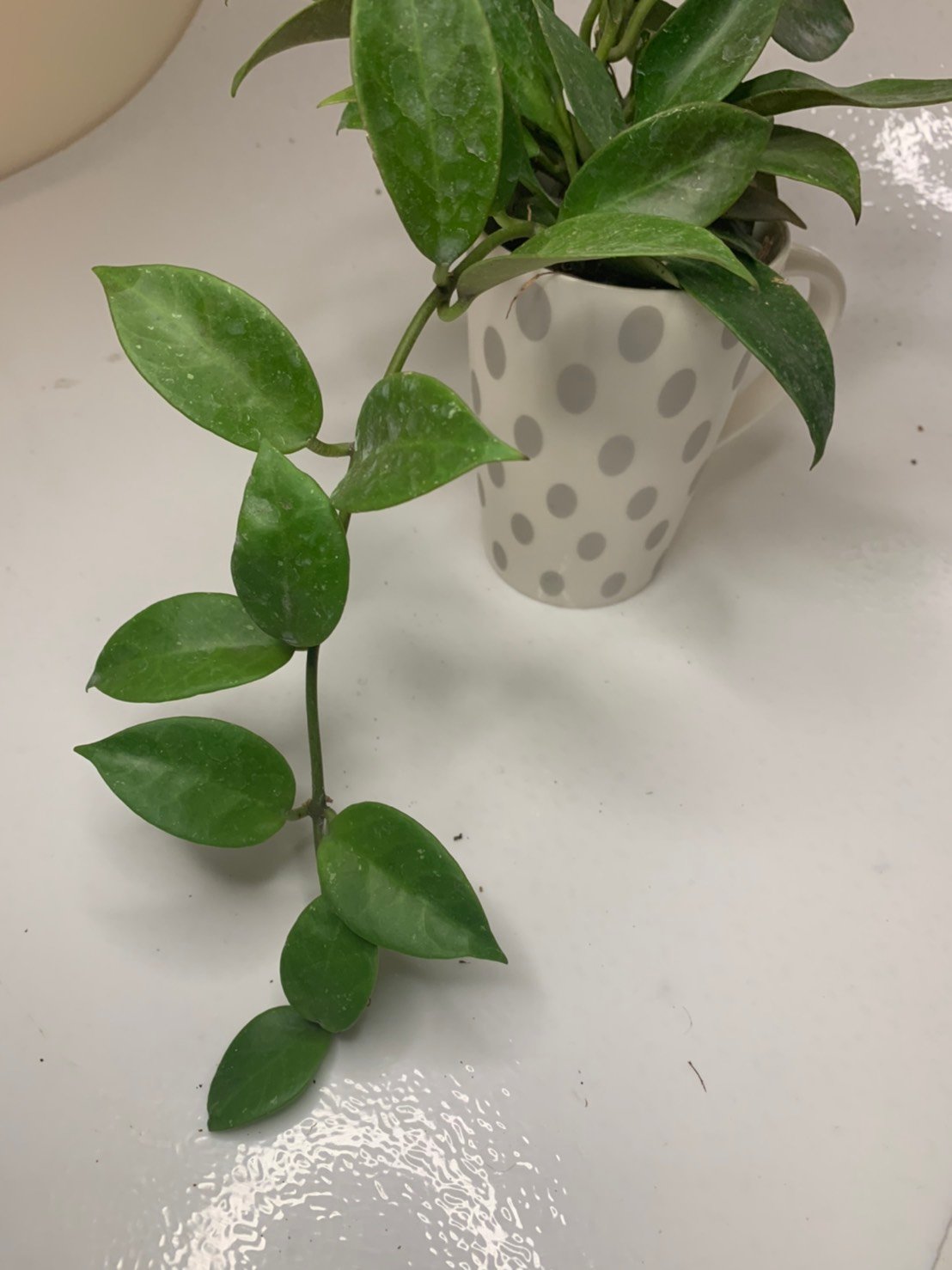 Hoya Sunrise (Large) - Image 4