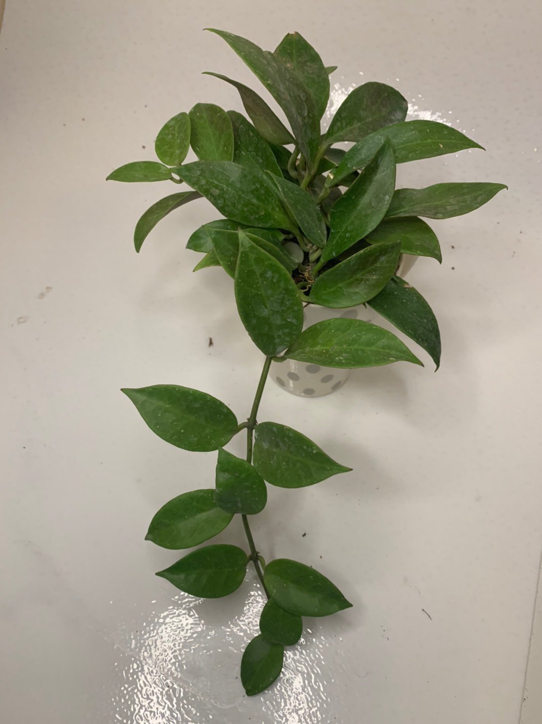 Hoya Sunrise (Large) - Image 5