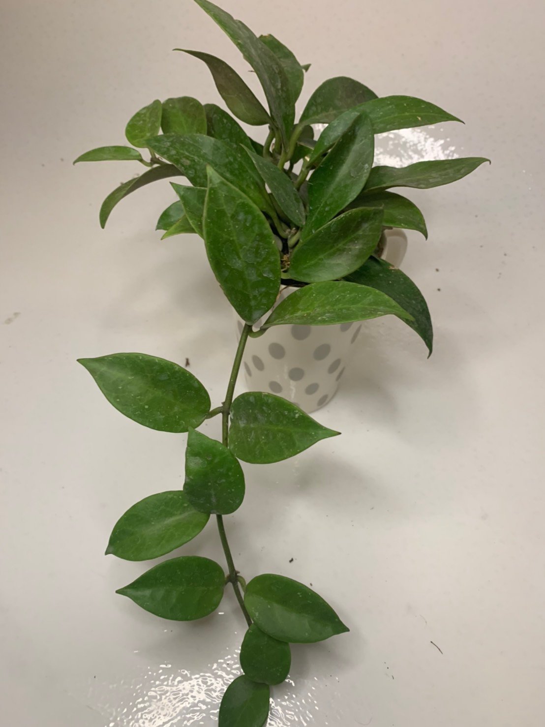 Hoya Sunrise (Large) - Image 6