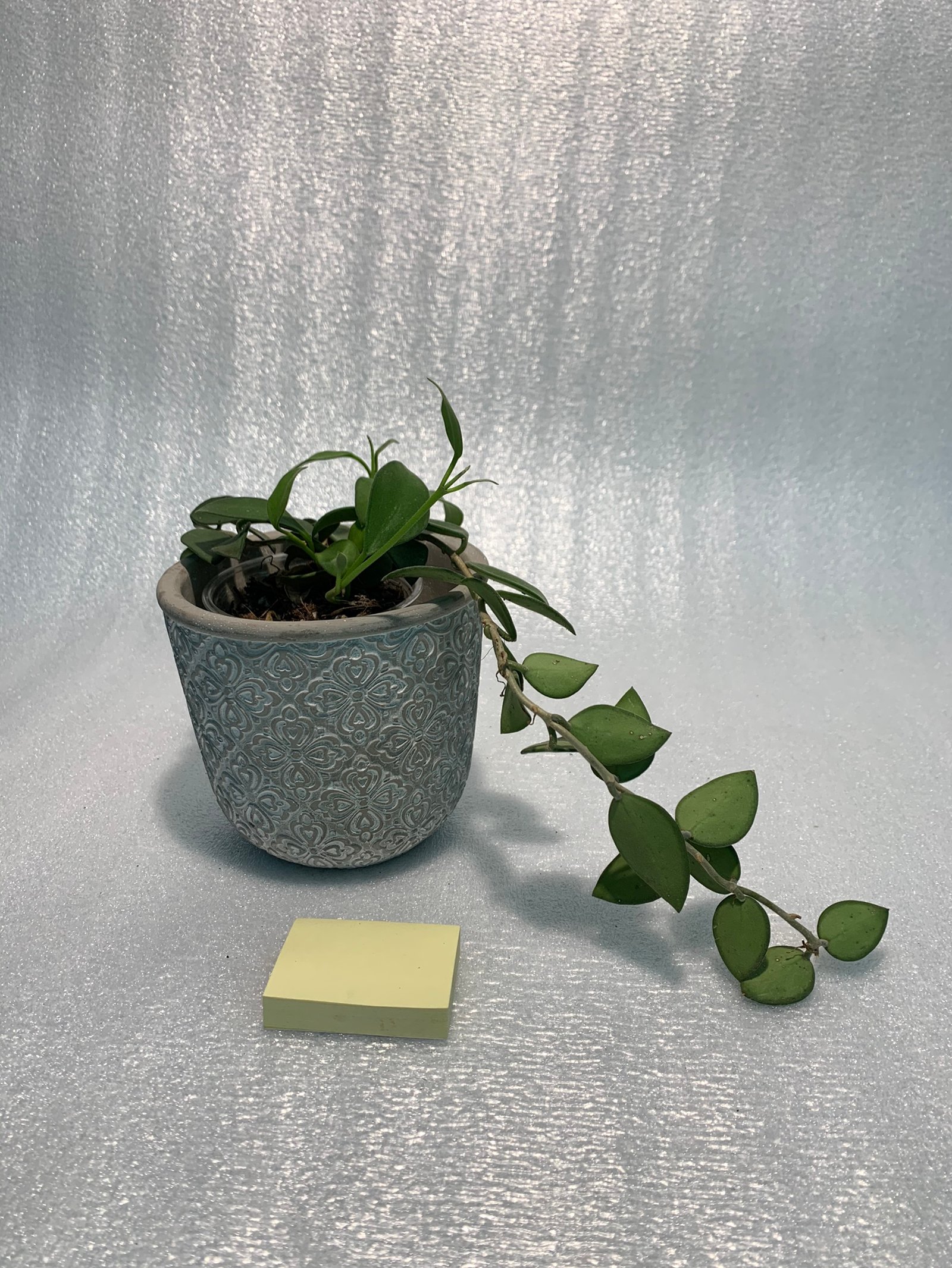 Hoya Nummularioides Red - Image 3