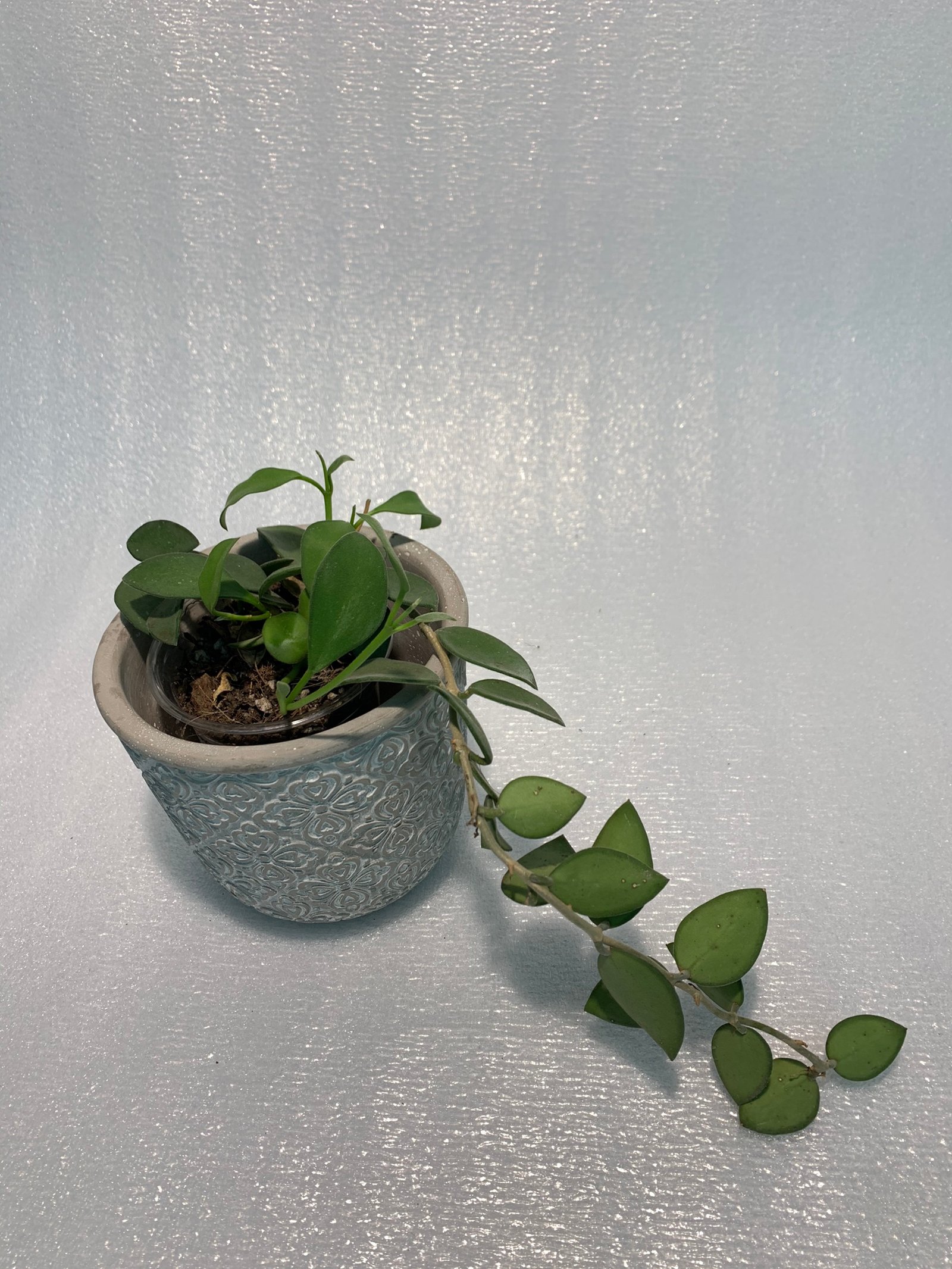 Hoya Nummularioides Red - Image 5