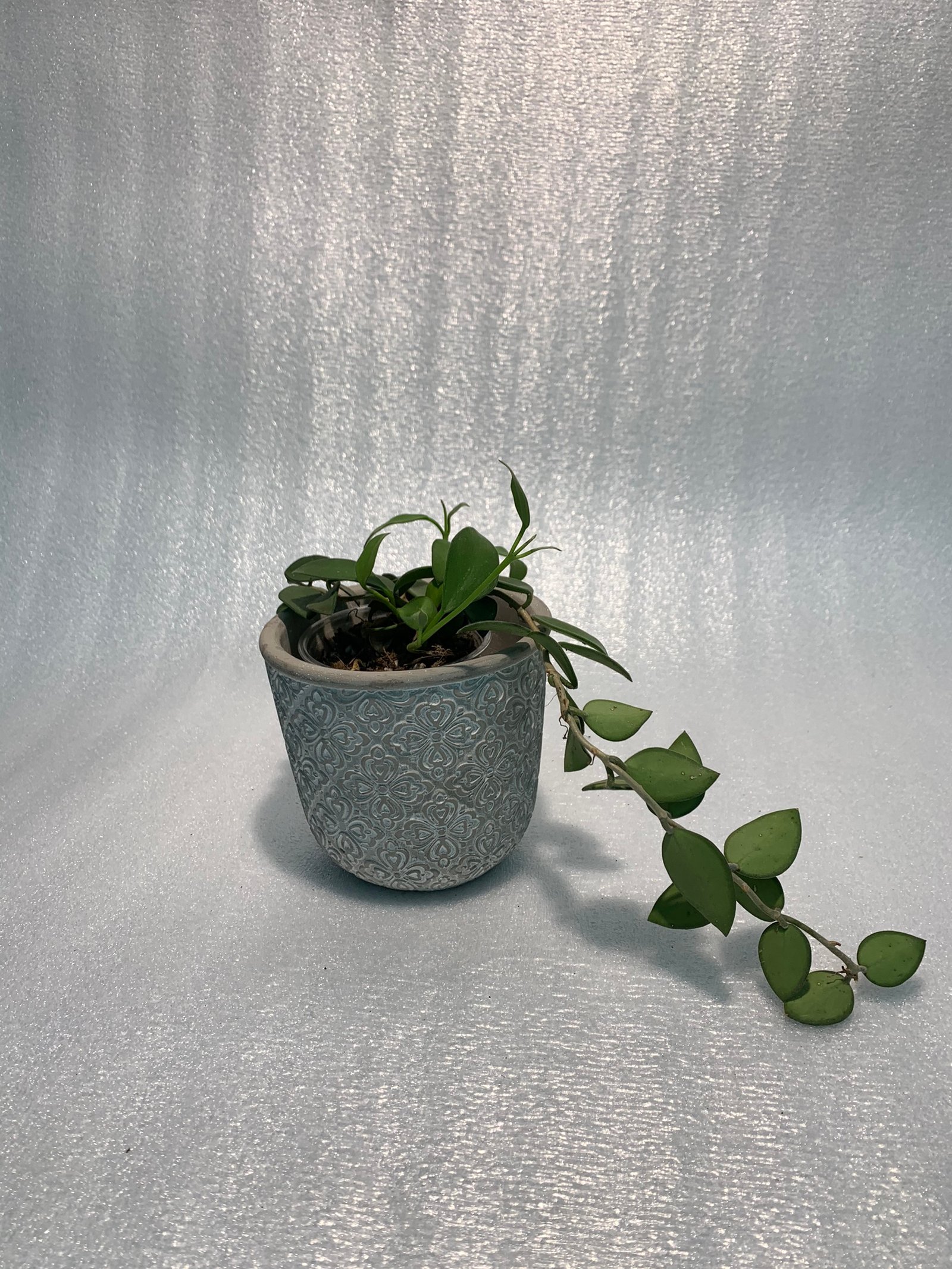 Hoya Nummularioides Red - Image 7