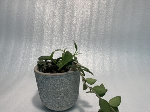 Hoya Nummularioides Red