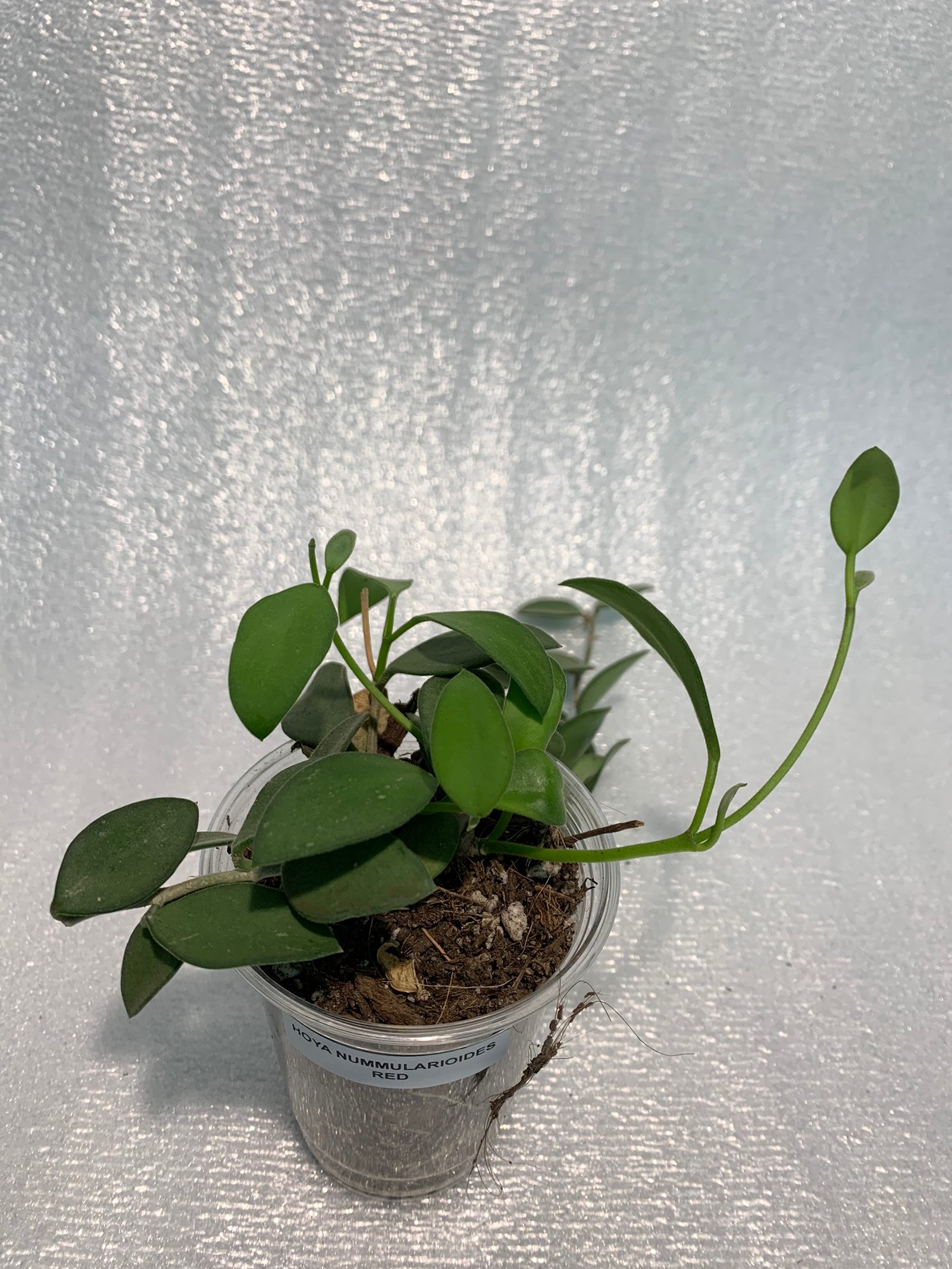 Hoya Nummularioides Red - Image 11